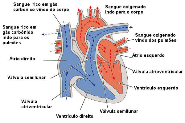 Representação de como ocorre o fluxo de sangue no coração.